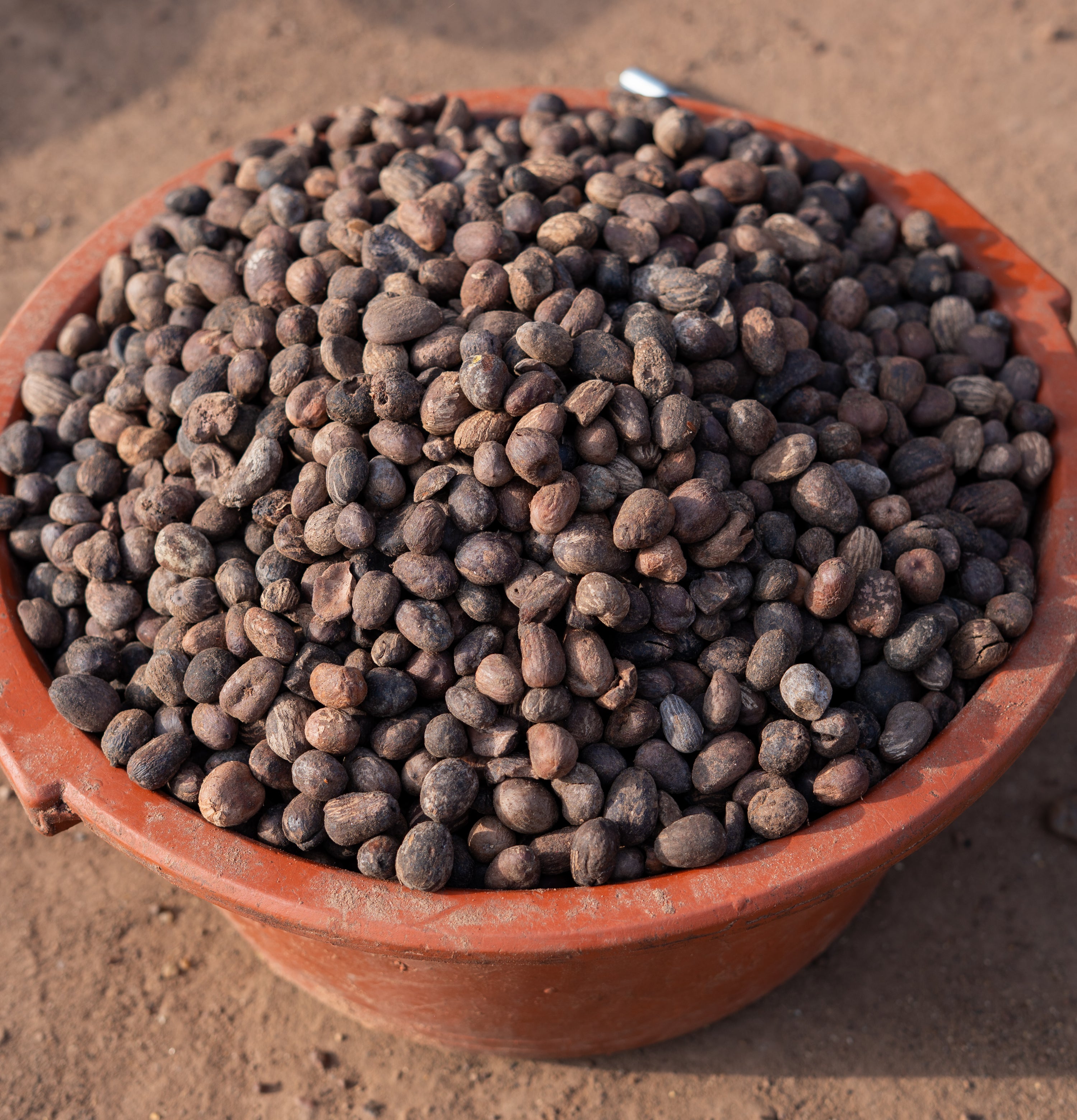 Dried shea nuts gathered in a terracotta basin in Mali