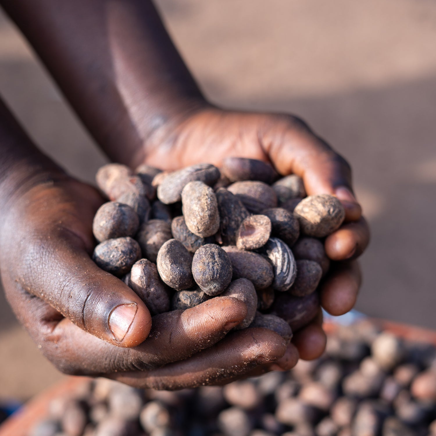Hands holding dried shea nuts in Bougouni, Mali