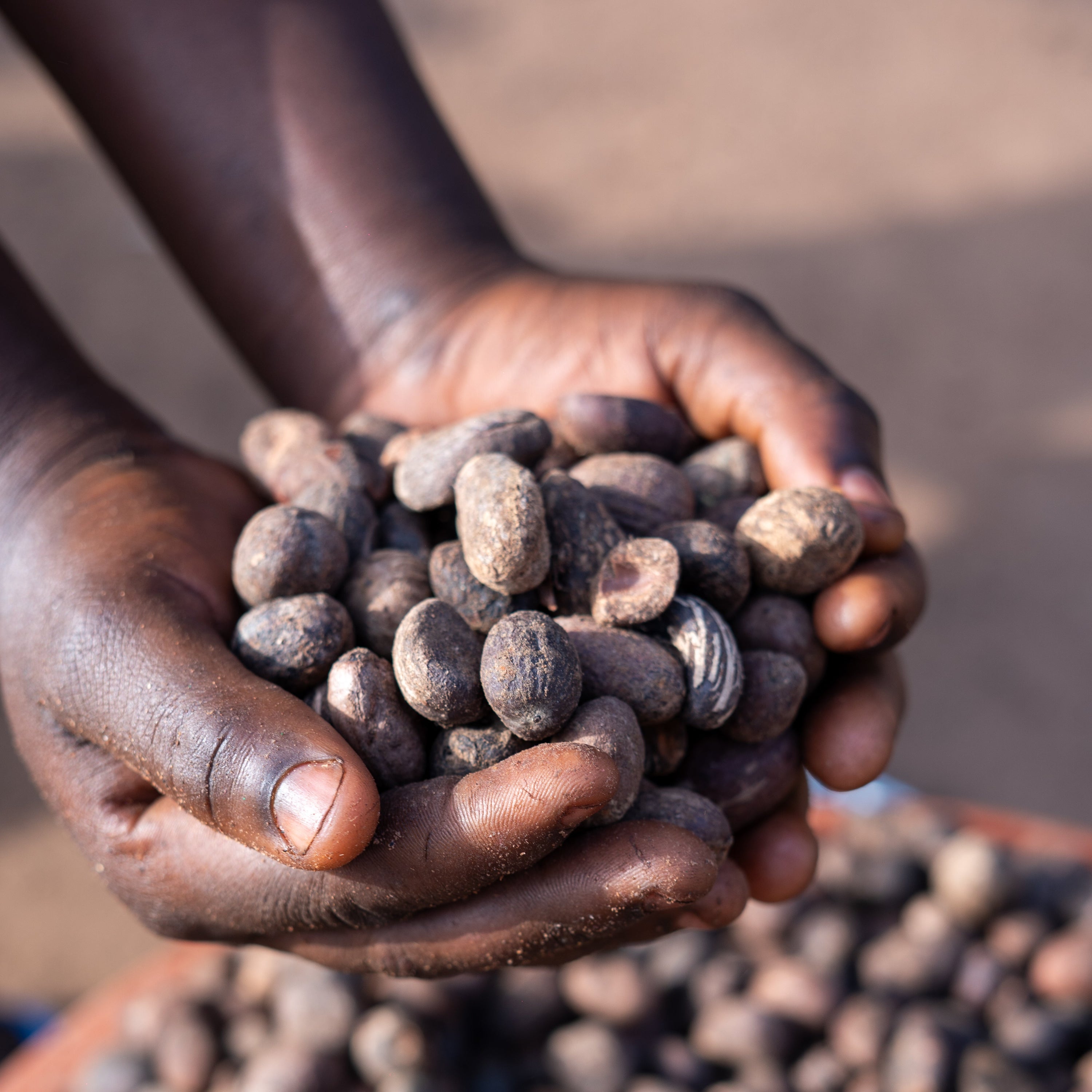 Hands holding dried shea nuts in Bougouni, Mali
