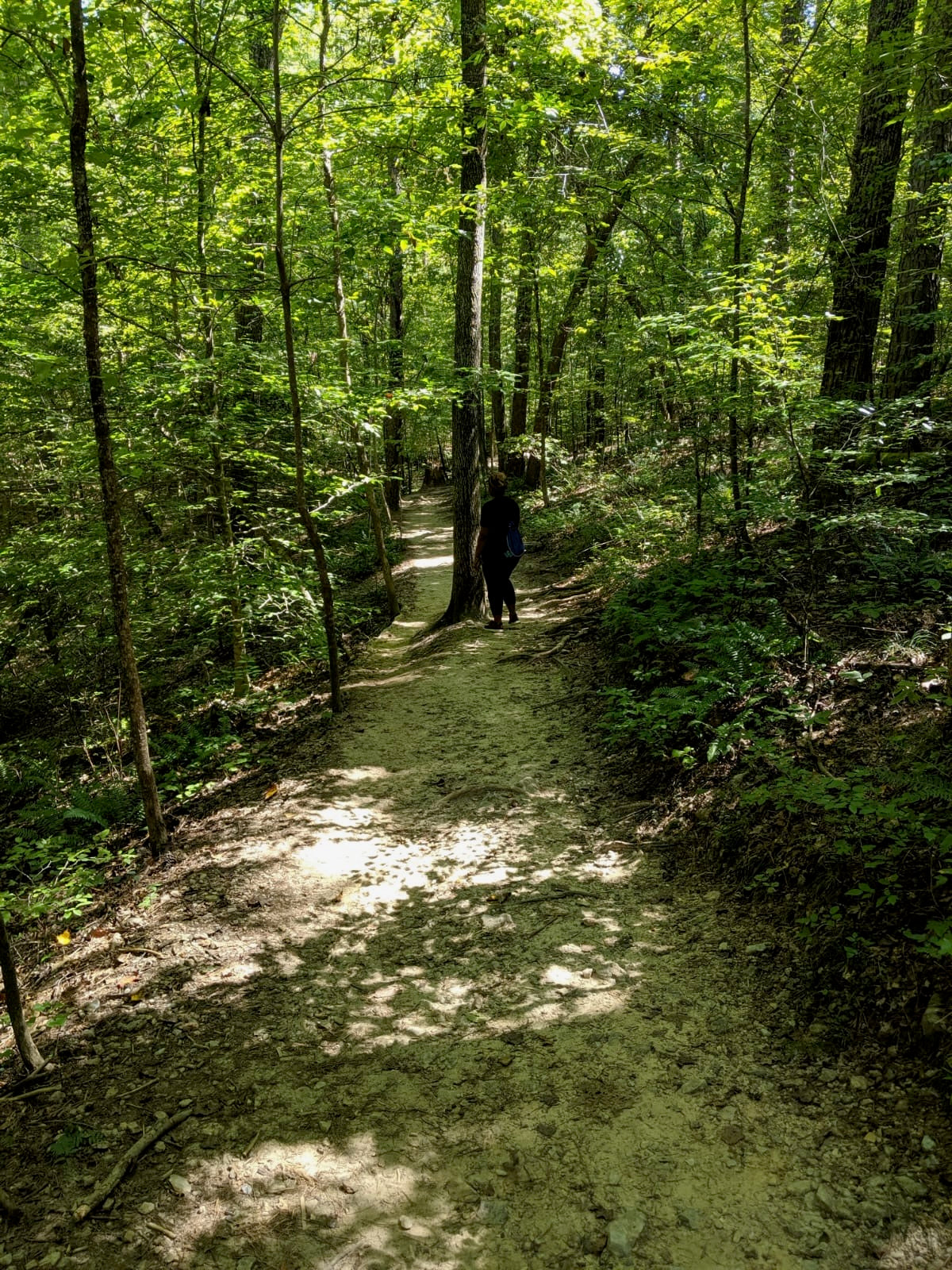 Nina walking along a wooded trail during a quiet morning walk