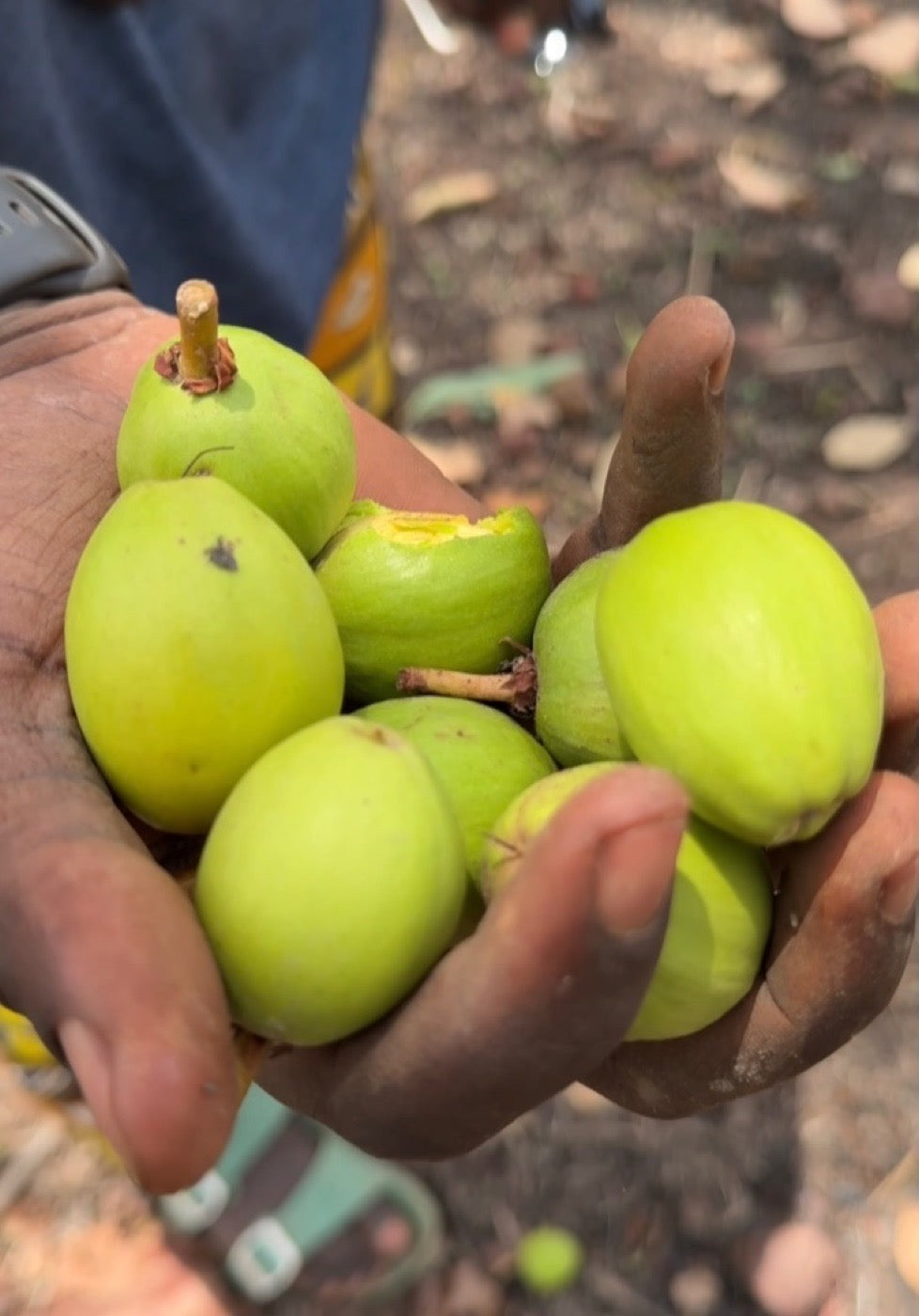 Fresh shea fruit held in two hands in Mali
