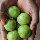 Hands holding ripe shea fruit in Bougouni, Mali